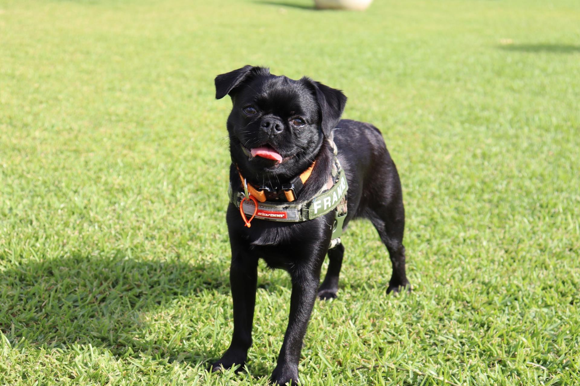 Turf replacement at Koolbardi Park dog enclosure