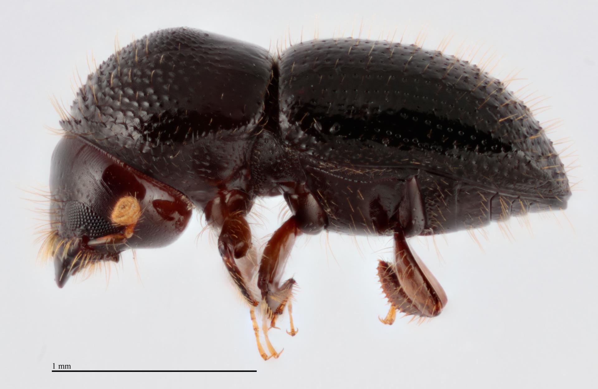 Polyphagous Shot-Hole Borer detected in more Vic Park trees