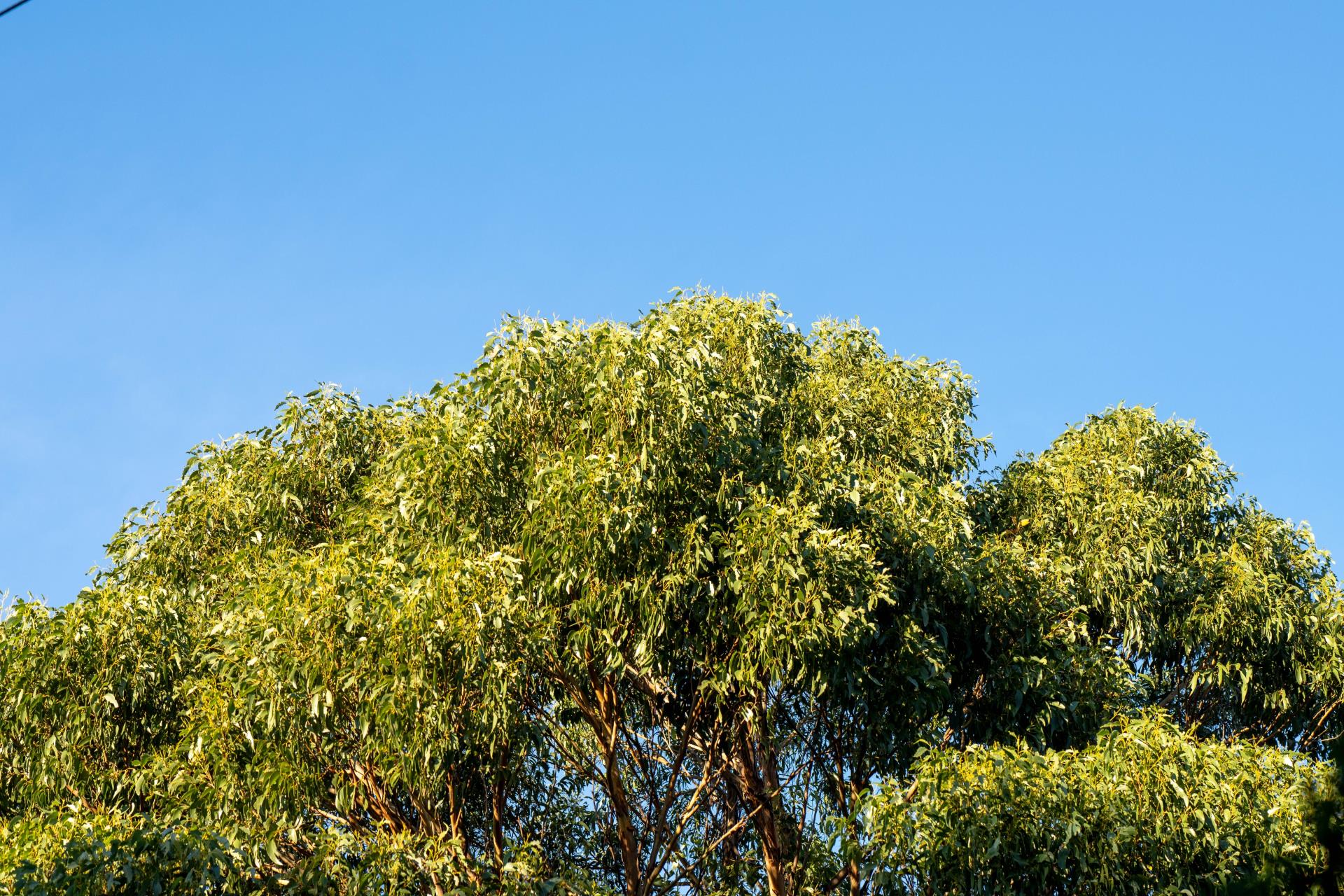 Tree retention Planning Policies open for feedback